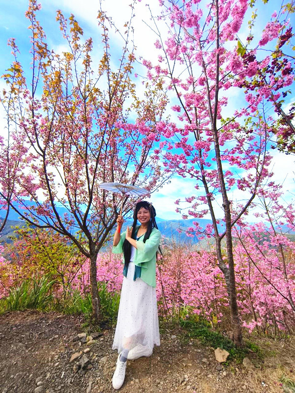 南投縣仁愛鄉南投清境賞櫻景點推薦｜駿亦景觀民宿和星嵐拉麵,櫻花季必訪