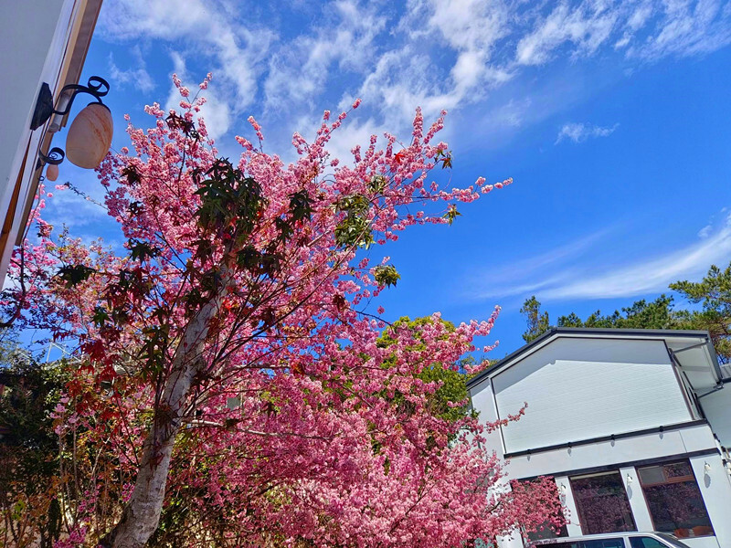 南投縣仁愛鄉南投清境賞櫻景點推薦｜駿亦景觀民宿和星嵐拉麵,櫻花季必訪
