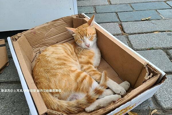 土耳其/伊斯坦堡 蘇丹艾哈邁德廣場