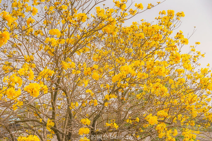 嘉義市東區嘉義潮風鈴音樂市集 八掌溪右岸堤防熱鬧展開