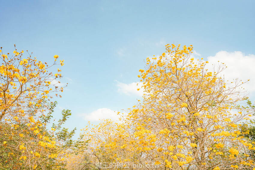 嘉義市東區嘉義潮風鈴音樂市集 八掌溪右岸堤防熱鬧展開