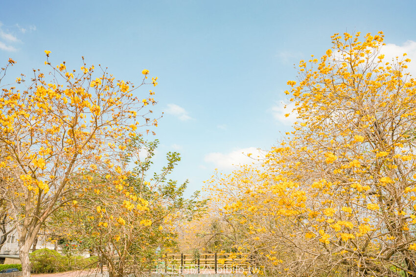 嘉義市東區嘉義潮風鈴音樂市集 八掌溪右岸堤防熱鬧展開