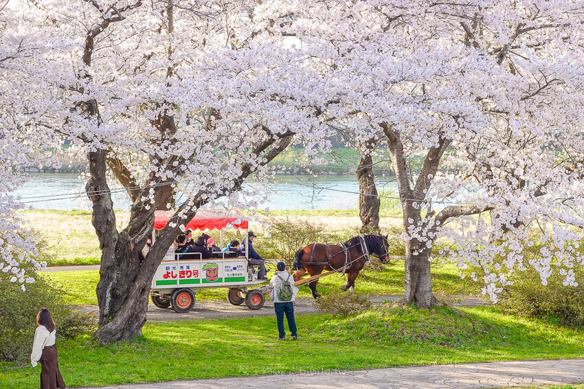 日本日本岩手 北上展勝地公園 花期長達一個月的櫻花絕景 新幹線就可以到的賞櫻景點