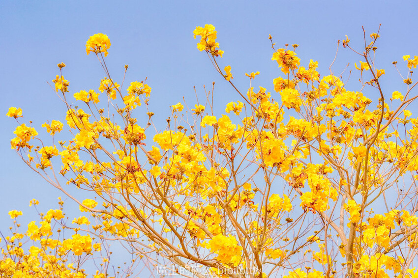 嘉義市東區嘉義潮風鈴音樂市集 八掌溪右岸堤防熱鬧展開