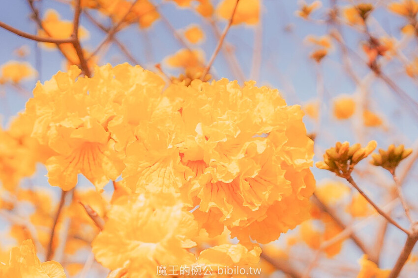 嘉義市東區嘉義潮風鈴音樂市集 八掌溪右岸堤防熱鬧展開