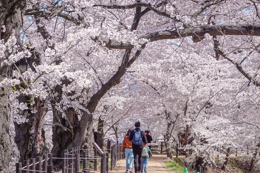 日本山形霞城櫻花 山形車站走路就可以到達的千棵櫻花公園