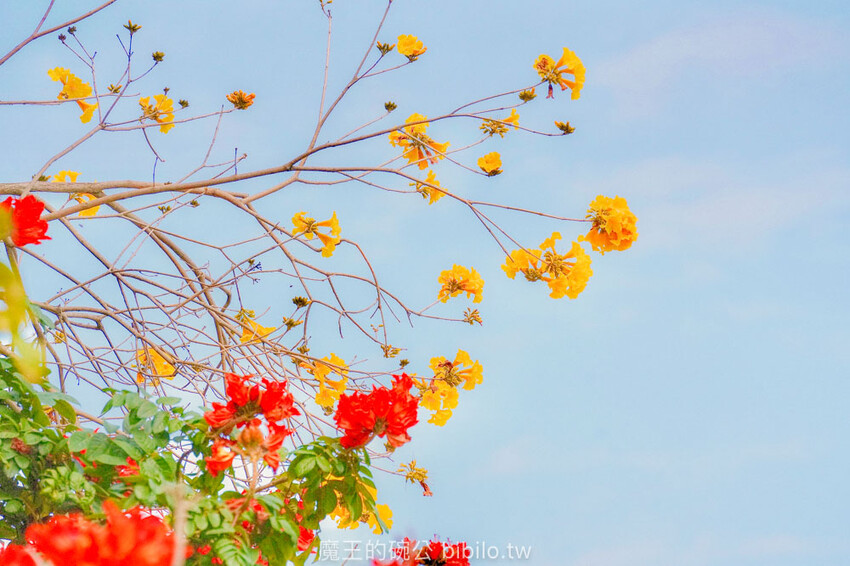 嘉義市東區嘉義潮風鈴音樂市集 八掌溪右岸堤防熱鬧展開