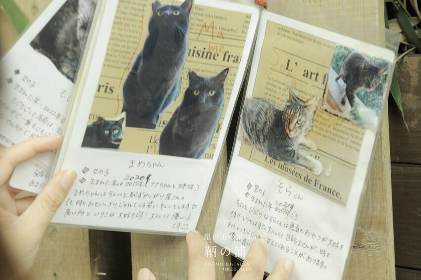 廣島住宿推薦｜崖上猫の宿～鞆之浦有貓咪的民宿～鞆猫庵 - OREO時光旅行