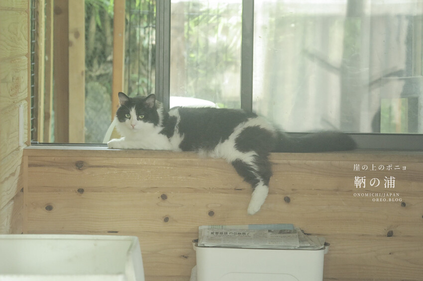 廣島住宿推薦｜崖上猫の宿～鞆之浦有貓咪的民宿～鞆猫庵 - OREO時光旅行