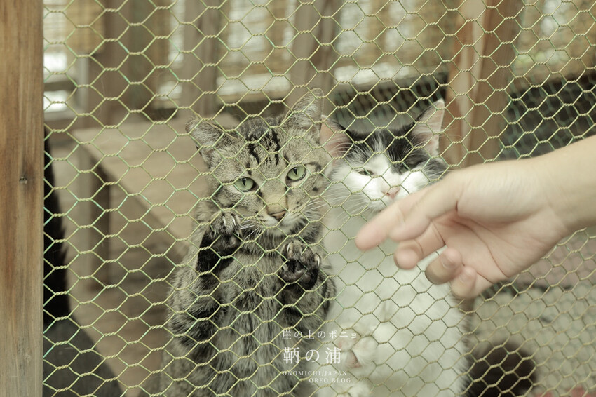 廣島住宿推薦｜崖上猫の宿～鞆之浦有貓咪的民宿～鞆猫庵 - OREO時光旅行