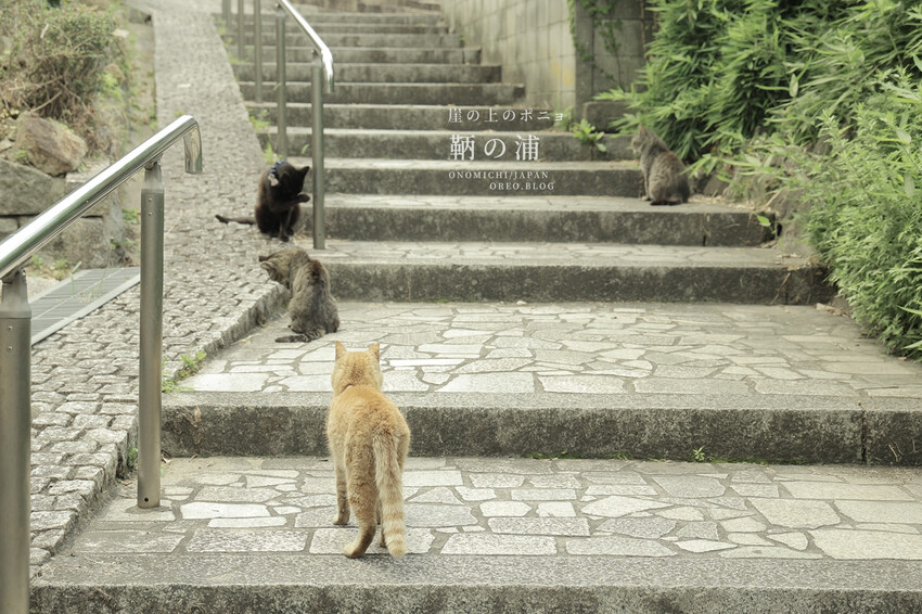 廣島住宿推薦｜崖上猫の宿～鞆之浦有貓咪的民宿～鞆猫庵 - OREO時光旅行