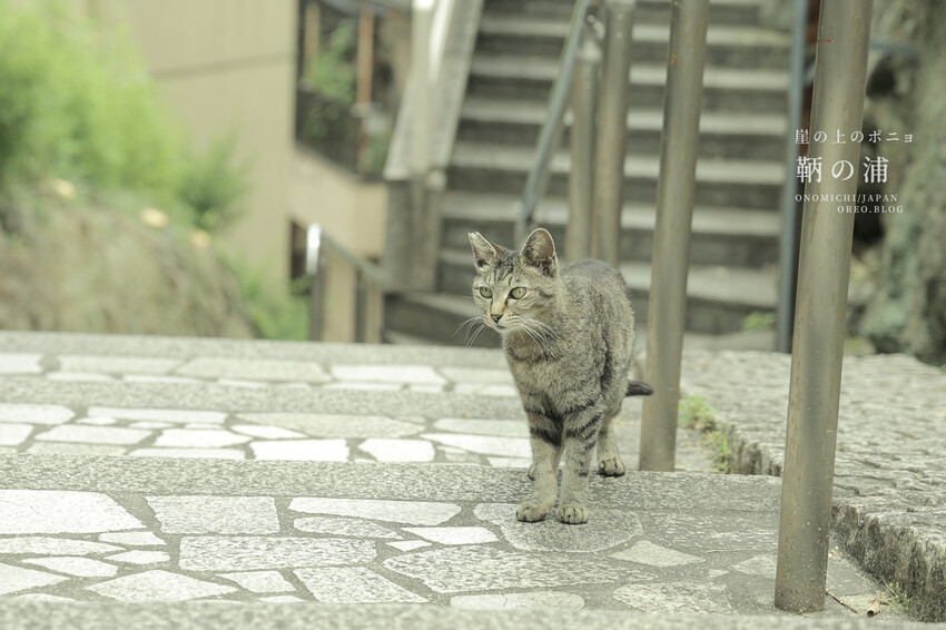廣島住宿推薦｜崖上猫の宿～鞆之浦有貓咪的民宿～鞆猫庵 - OREO時光旅行