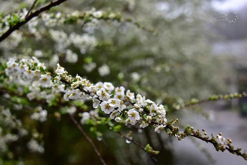 雪霸國家公園:笑靨花 雪霸國家公園:笑靨花
