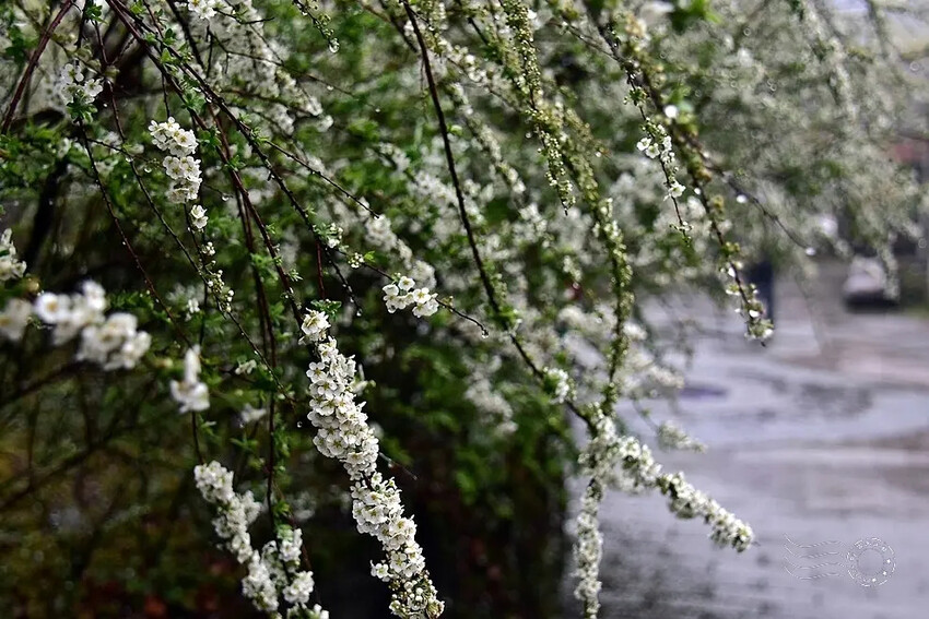 雪霸國家公園:笑靨花 雪霸國家公園:笑靨花