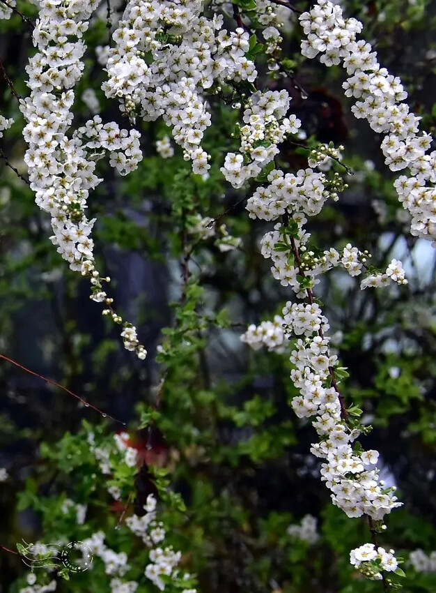 雪霸國家公園:笑靨花 雪霸國家公園:笑靨花