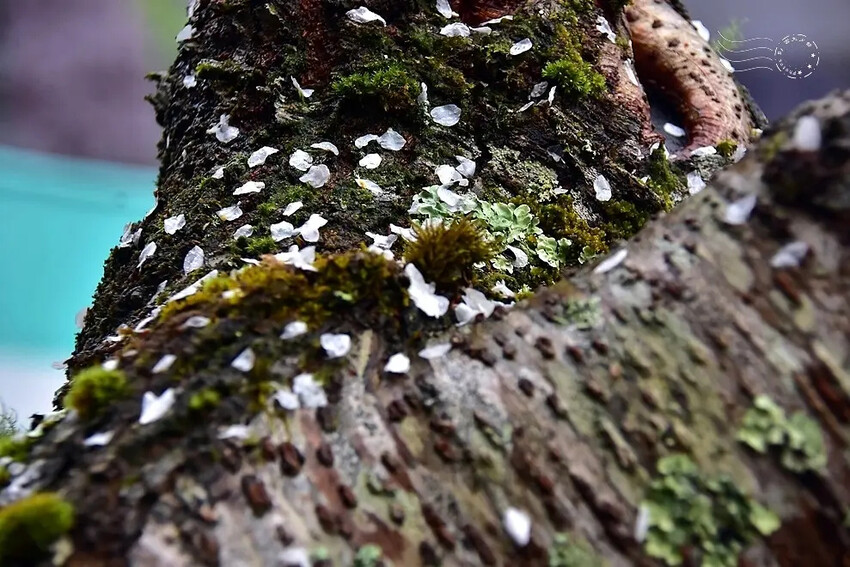 雪霸國家公園:笑靨花 雪霸國家公園:笑靨花