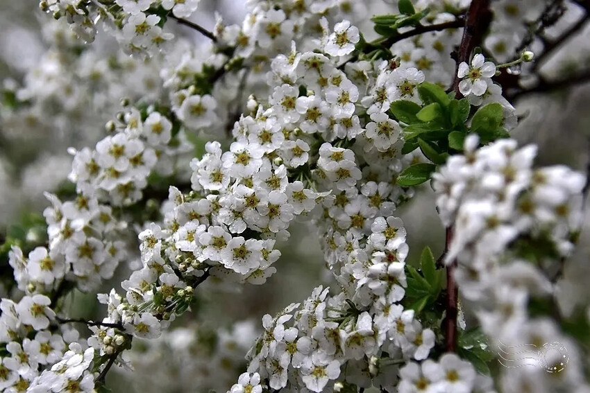 雪霸國家公園:笑靨花 雪霸國家公園:笑靨花