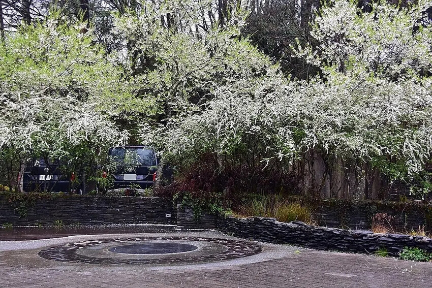 雪霸國家公園:笑靨花 雪霸國家公園:笑靨花