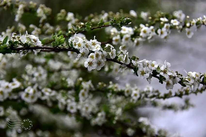 雪霸國家公園:笑靨花 雪霸國家公園:笑靨花