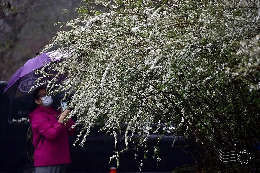 雪霸國家公園:笑靨花 雪霸國家公園:笑靨花