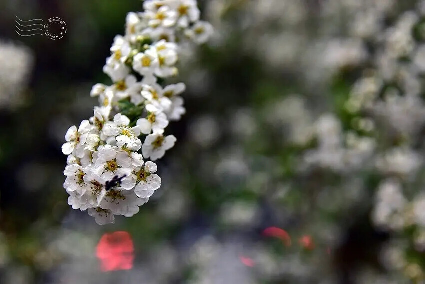 雪霸國家公園:笑靨花 雪霸國家公園:笑靨花