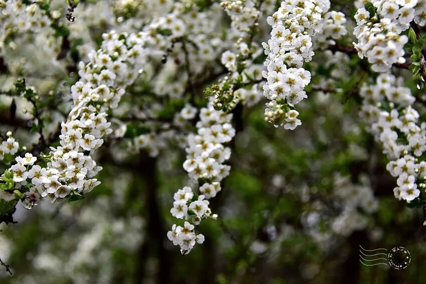 雪霸國家公園:笑靨花 雪霸國家公園:笑靨花