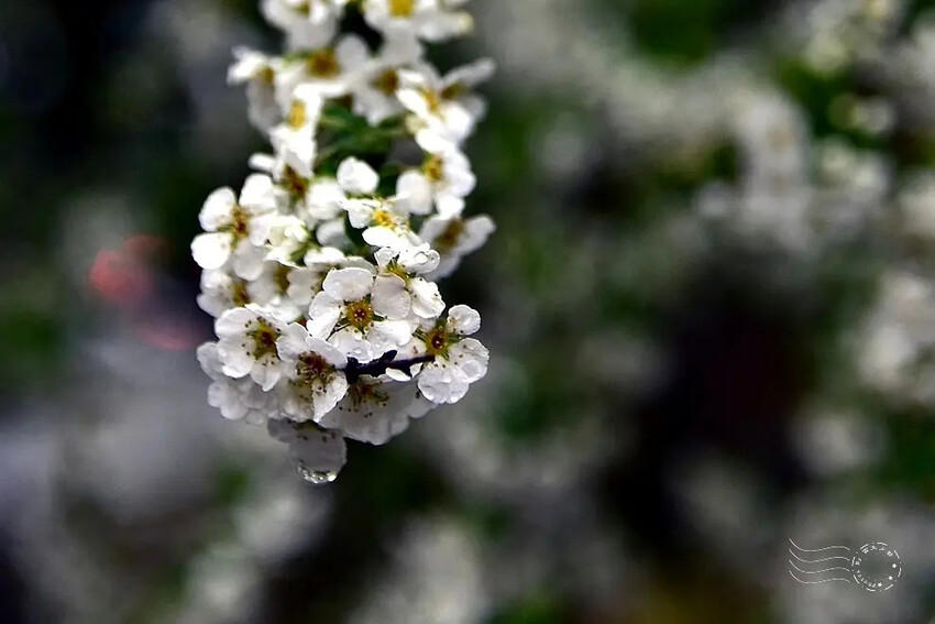 雪霸國家公園:笑靨花 雪霸國家公園:笑靨花