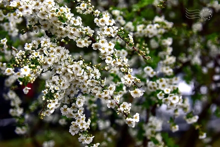 雪霸國家公園:笑靨花 雪霸國家公園:笑靨花