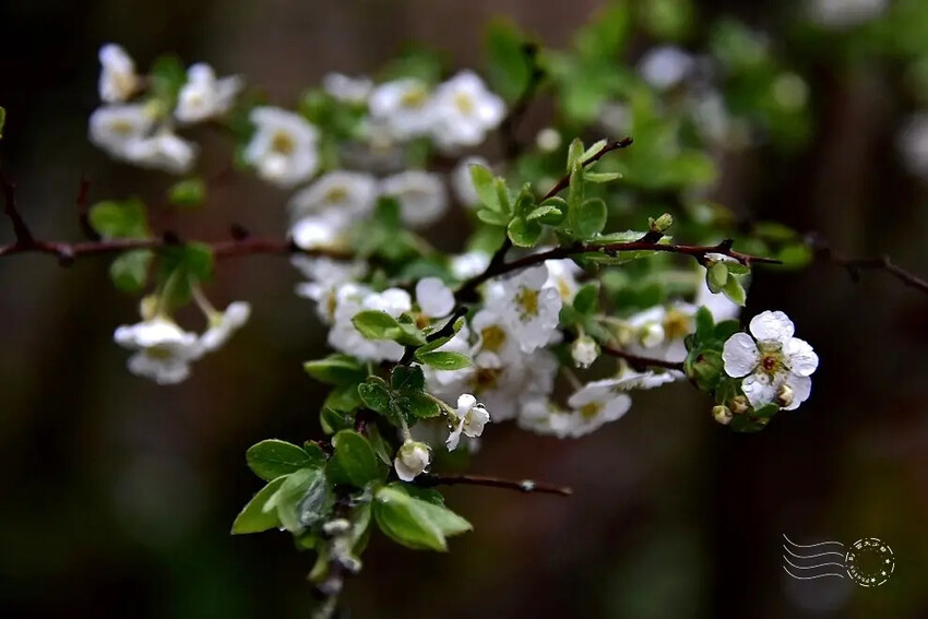 雪霸國家公園:笑靨花 雪霸國家公園:笑靨花
