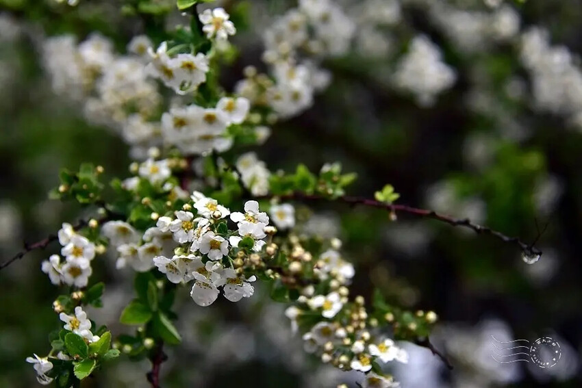 雪霸國家公園:笑靨花 雪霸國家公園:笑靨花
