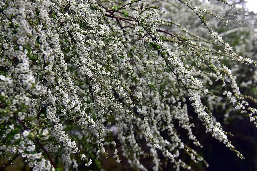 雪霸國家公園:笑靨花 雪霸國家公園:笑靨花