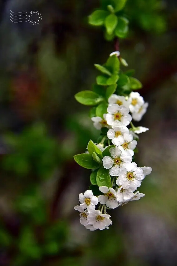 雪霸國家公園:笑靨花 雪霸國家公園:笑靨花