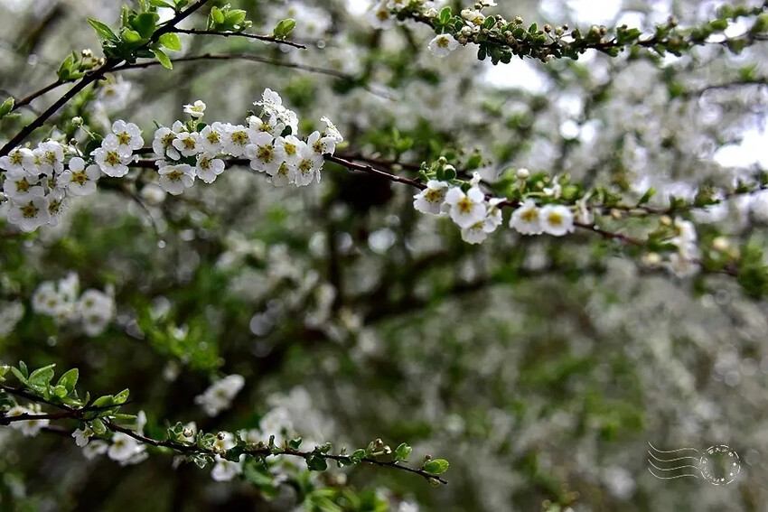 雪霸國家公園:笑靨花 雪霸國家公園:笑靨花