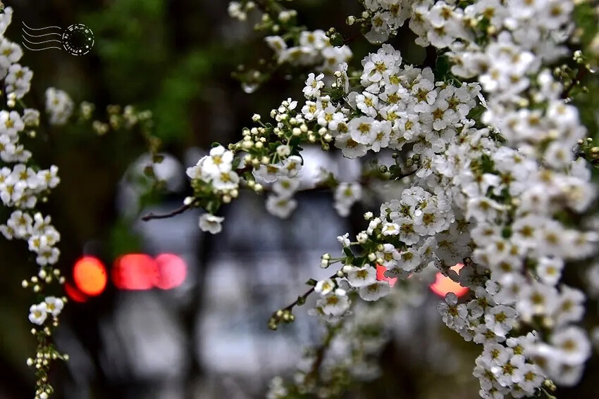 雪霸國家公園:笑靨花 雪霸國家公園:笑靨花