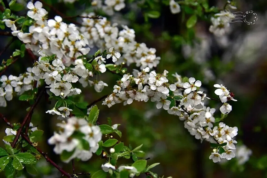 雪霸國家公園:笑靨花 雪霸國家公園:笑靨花