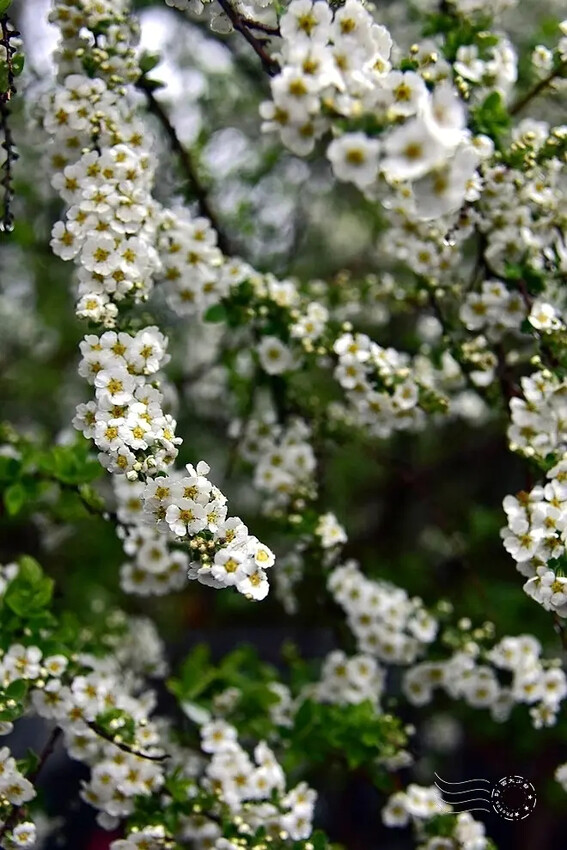 雪霸國家公園:笑靨花 雪霸國家公園:笑靨花