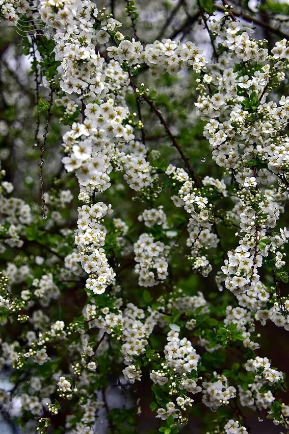 雪霸國家公園:笑靨花 雪霸國家公園:笑靨花