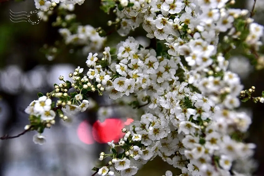 雪霸國家公園:笑靨花 雪霸國家公園:笑靨花