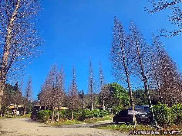 春天農場02-落羽松.jpg 春天農場02-落羽松.jpg