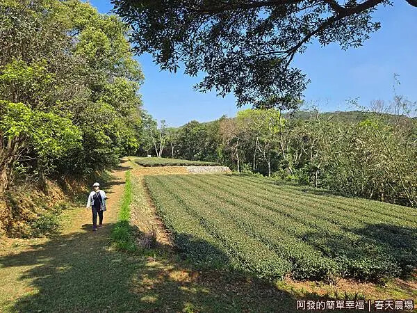 春天農場19-秘境有機茶園.jpg 春天農場19-秘境有機茶園.jpg