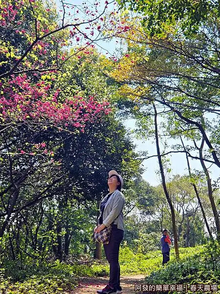 春天農場17-櫻花綠蔭步道.jpg 春天農場17-櫻花綠蔭步道.jpg