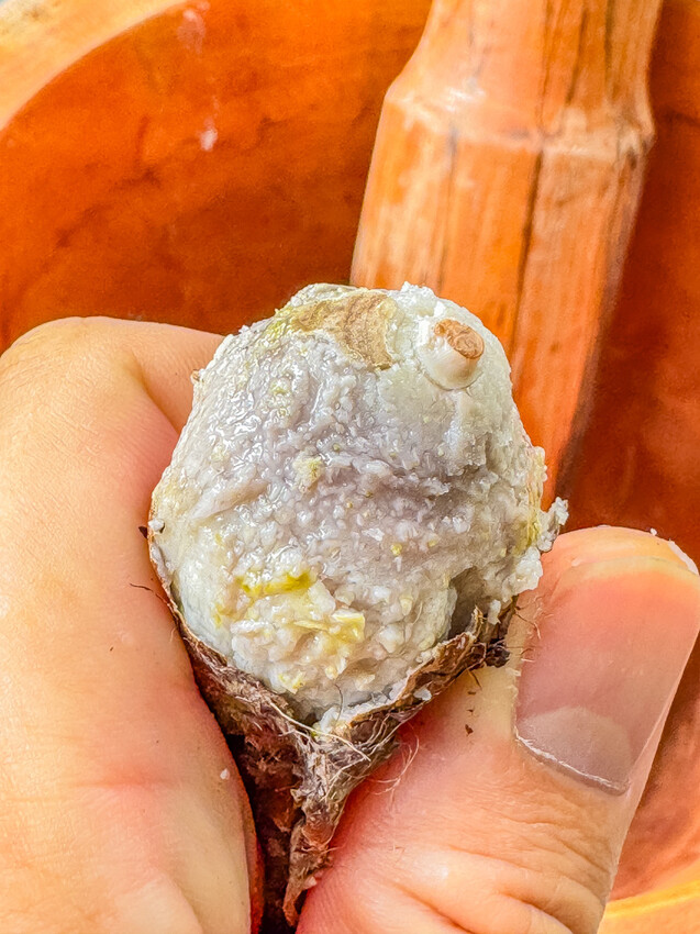 屏東縣來義鄉走讀二峰圳 x 排灣族文化與百年水利技術的交融 | 手作排灣族傳統點心好美味!