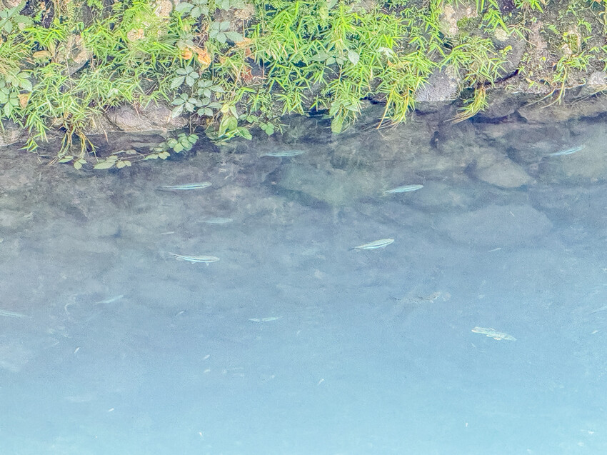 屏東縣來義鄉走讀二峰圳 x 排灣族文化與百年水利技術的交融 | 手作排灣族傳統點心好美味!