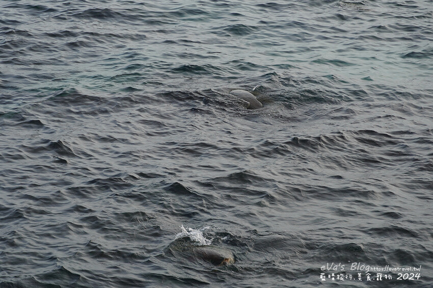 【小琉球景點】花瓶岩是一塊隆起的珊瑚礁石,長期受海水的侵蝕,形狀酷似一個巨大的花瓶,你(妳)覺得花瓶岩看起來像花瓶嗎?我覺得像綠花椰菜、駝鳥、火雞。小琉球旅行