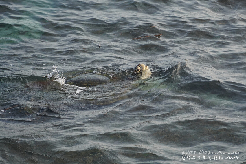 【小琉球景點】花瓶岩是一塊隆起的珊瑚礁石,長期受海水的侵蝕,形狀酷似一個巨大的花瓶,你(妳)覺得花瓶岩看起來像花瓶嗎?我覺得像綠花椰菜、駝鳥、火雞。小琉球旅行