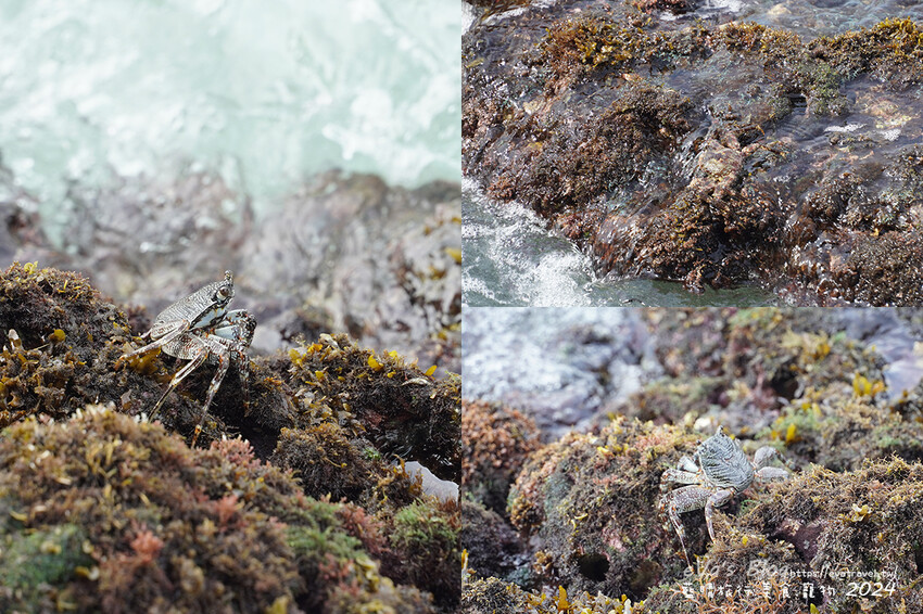 【小琉球景點】花瓶岩是一塊隆起的珊瑚礁石,長期受海水的侵蝕,形狀酷似一個巨大的花瓶,你(妳)覺得花瓶岩看起來像花瓶嗎?我覺得像綠花椰菜、駝鳥、火雞。小琉球旅行