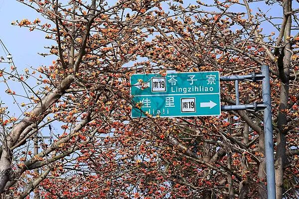 台南市將軍區[台南旅遊] 2025將軍區紅蘿蔔木棉爭鮮搶豔同樂會 #將軍木棉花道 #拔蘿蔔 @蛋寶趴趴go