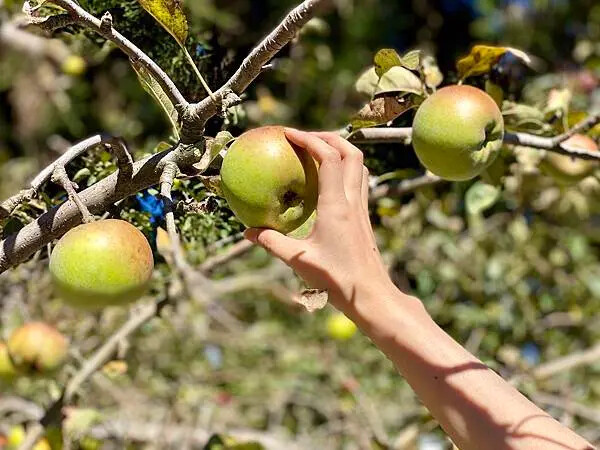 台中市和平區[台中景點] 梨山福壽山農場+武陵農場+武陵富野渡假村 台中兩天一夜懶人包 楓葉/落雨松/猴子吃油菜花 @蛋寶