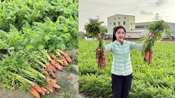 台南市將軍區[台南旅遊] 2025將軍區紅蘿蔔木棉爭鮮搶豔同樂會 #將軍木棉花道 #拔蘿蔔 @蛋寶趴趴go