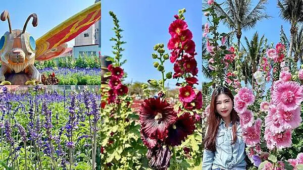 台南市學甲區[台南景點] 台南學甲蜀葵花 徜徉花海 賞花活動 交通方式 #台南旅遊 學甲景點 台南景點推薦 @蛋寶趴趴go